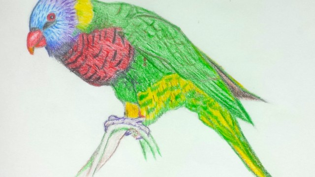 Bird Song